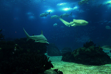 Fototapeta na wymiar squali