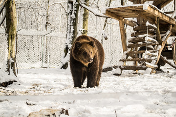 brown bear in zoo