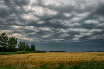 Dramatic thundery sky over Zeeland, The Netherlands. A severe thunderstorm was approaching. Now and...