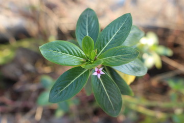 achitecture and nature and night life