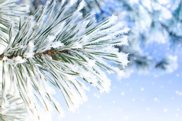 Frozen covered with snow and frost tree branch.