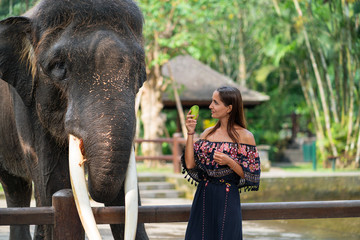Fototapeta premium a beautiful, tanned girl in a dress gives an elephant a treat in the form of a piece of banana