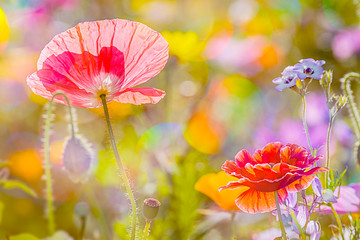 Image of summer meadow with red poppies printed on Printed Glass Basin Splashbacks