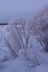 Frosty sunset on the river bank.