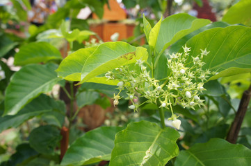 Bread Flower or Vallaris Glabra plant. In Malay it is called Kesidang. Growing up in tropical regions. Widely used as herbs in traditional medicine.