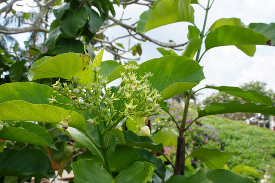 Bread Flower or Vallaris Glabra plant. In Malay it is called Kesidang. Growing up in tropical regions. Widely used as herbs in traditional medicine.