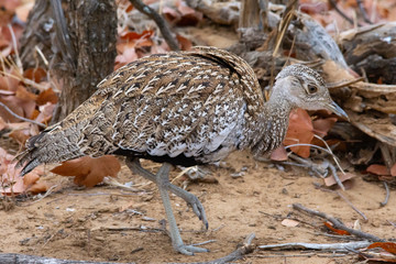 Black Bellied Bustard (Korhaan)
