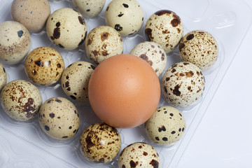 Obraz premium Chicken egg among quail eggs. They lie in a plastic container.