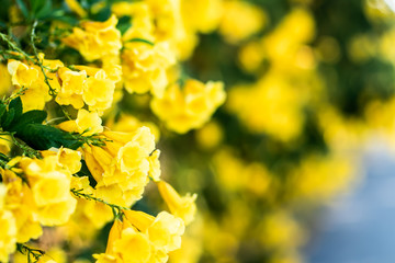 Obraz premium Tiny beautiful blossom yellow flower bushes wall along street background