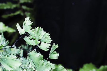 Closeup on Beautiful freshness  fern leaves on summer outdoor garden  blur background.