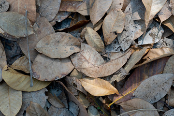 Dry rubber tree leaves that overlap on the floor for texture and background.