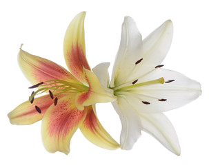 Fototapeta na wymiar Lily flower on white table