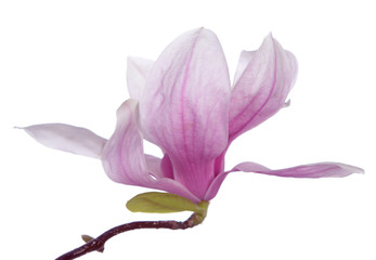 pink magnolia flower isolate on white