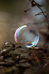 soap bubble in nature in winter