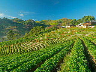 Fototapeta na wymiar Strawberry farm in field Doi Angkhang , Chiangmai Thailand