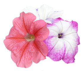 dar, red petunia isolate on white