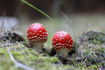 red toadstool growing in the woods