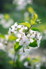 Flowering spring trees with a blurred background
