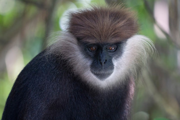 Purple-Faced Langur