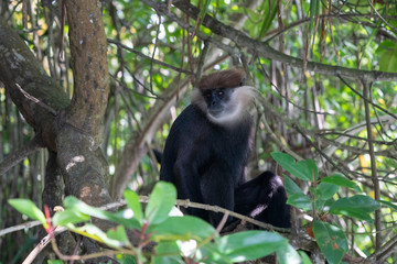 Purple-Faced Langur