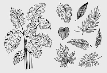 Set of outline tropical leaves. Hand drawn illustration converted to vector © aksol