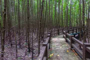 Mangroves forest in satun province, Thailand.