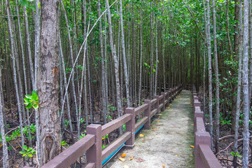 Mangroves forest in satun province, Thailand.