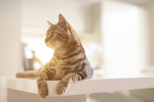 Beautiful short hair cat lying on white table at home