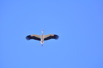 libre