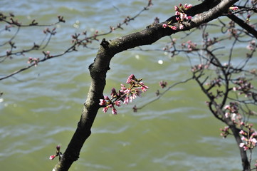 Cherry blossoms in the penduncle elongation stage near the Tidal Basin in Washington DC. 