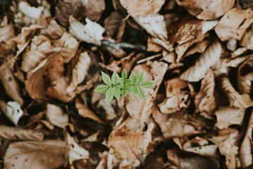 Forest Floor