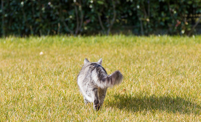 Obraz na płótnie Canvas Siberian cat walking outdoor on the grass green, long haired pet