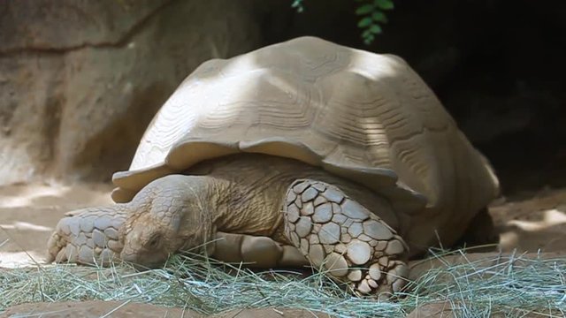 A large turtle that eats grass at the Lora Zoo Park in Spain on the Canary Islands Tenerife