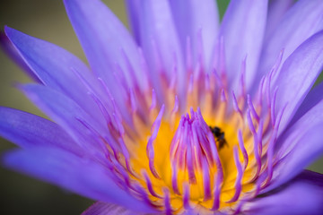 Close up yellow pollen of violet lotus or water lily with bees. Image and macro photography concept.