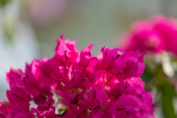 Fototapeta premium blooming bougainvillea.Red bougainvillea flowers