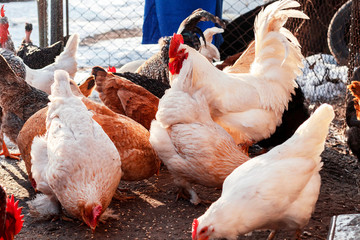 Chickens eat grain. Chicken Farm.