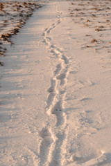 Snowy Footsteps