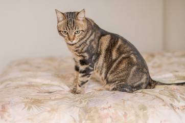 Beautiful short hair cat lying on the bed at home