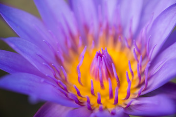 Close up yellow pollen of violet lotus or water lily. Image and macro photography concept.