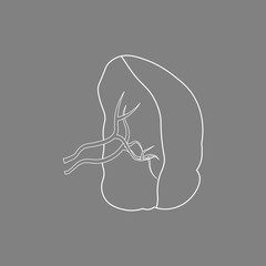silhouette of a Spleen. Human Internal Organs. medical Vector Illustration
