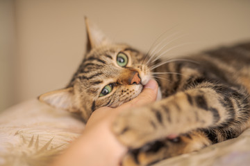 Beautiful short hair cat lying on the bed at home