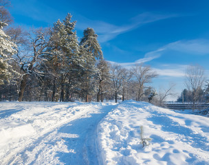 Winter way and trees covered with fresh snow