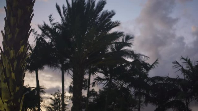 Silhouetted palm trees sway in the breeze during moody dusk in Sunny Isles