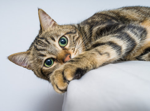 Beautiful short hair cat lying on the bed at home