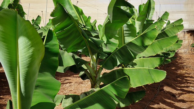 Small beautiful and healthy banana trees in a typical commercial plantation in Tenerife, with path along the trees, and net cover, valuable local food industry, and extensive export to mainland Spain