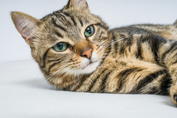Beautiful short hair cat lying on the bed at home