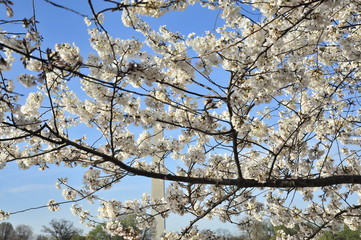 Cherry Blossoms in the puffy white stage of blooming in DC