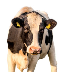 cow  isolated