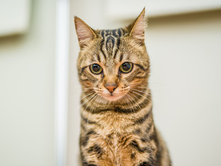 Cute short hair cat looking curious and snooping at home