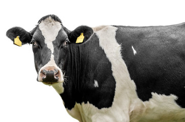 Holstein cow on a  white background